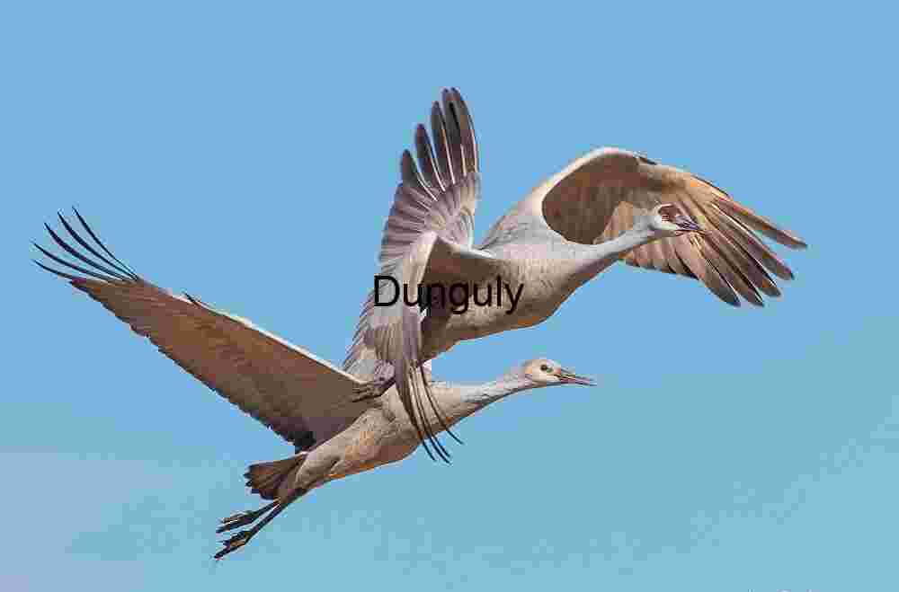 Sandhill Crane in Flight Against Clear Blue Sky Art Print | Crane in flight #4