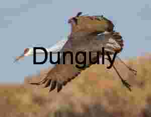 Majestic Sandhill Cranes in Formation Flight