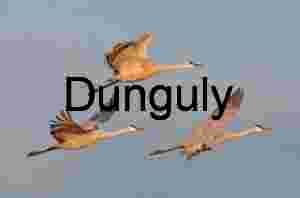 Sandhill Cranes in Flight Over Arid Landscape | Crane in flight #7