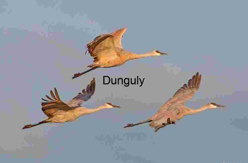 Sandhill Cranes in Flight Over Arid Landscape | Crane in flight #7