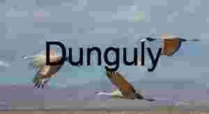 Sandhill Cranes in Flight Over Desert Landscape