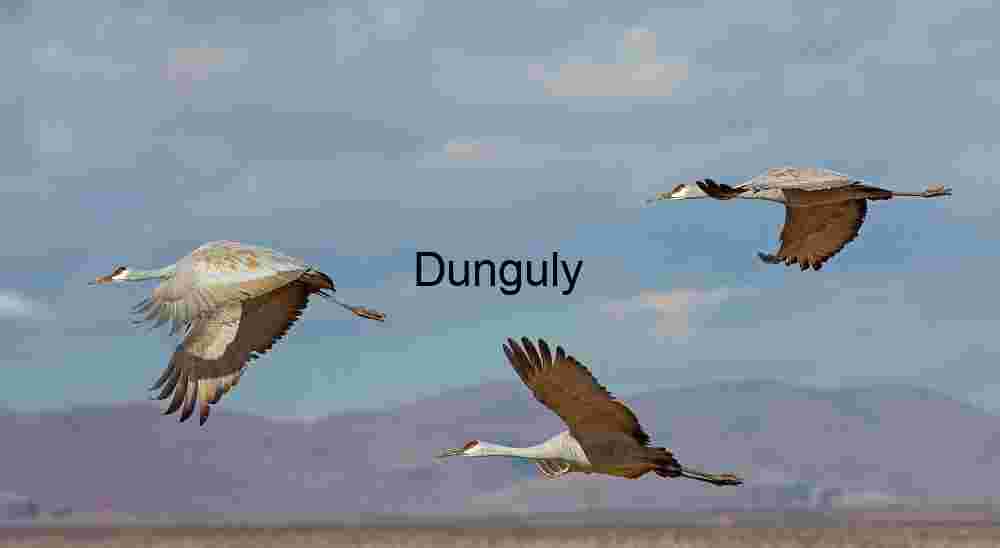 Sandhill Cranes in Flight Over Desert Landscape