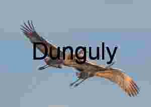 Sandhill Cranes in mid-flight, Crane in flight #9