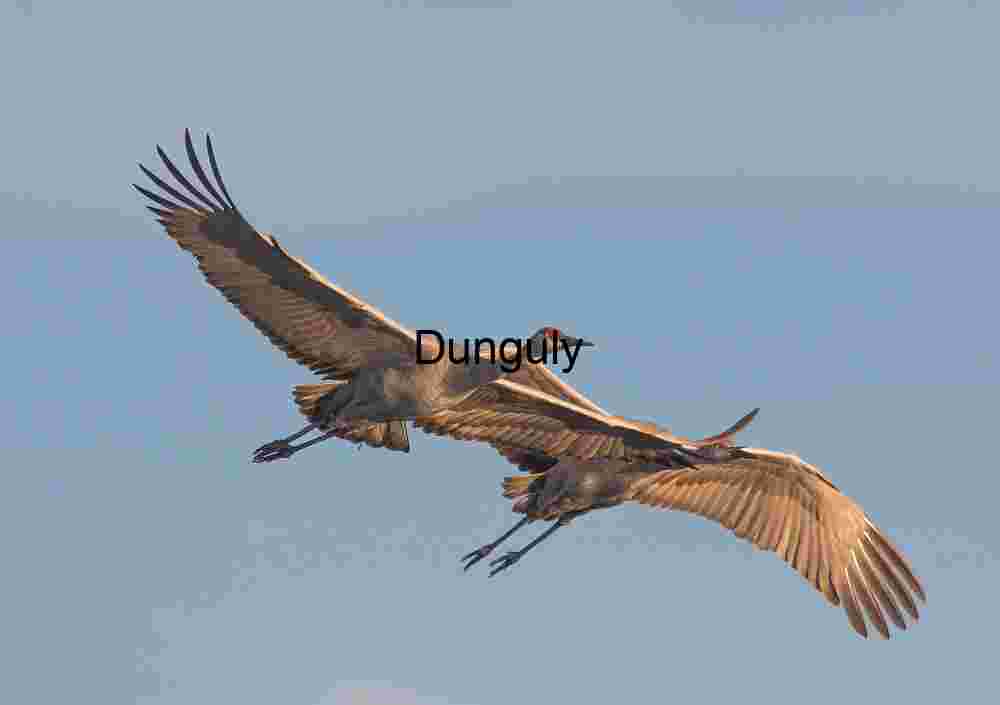 Sandhill Cranes in mid-flight, Crane in flight #9