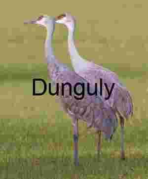 Sandhill Cranes Pair in Field | Wildlife Stock Photo & Art