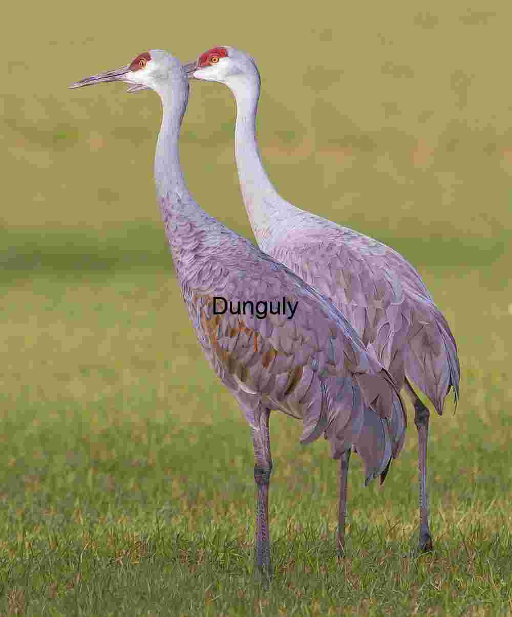 Sandhill Cranes Pair in Field | Wildlife Stock Photo & Art
