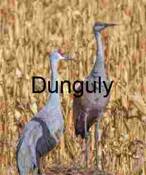 Sandhill Cranes Pair in Field | Wildlife Stock Photo & Art | Crane pair in the cornfield