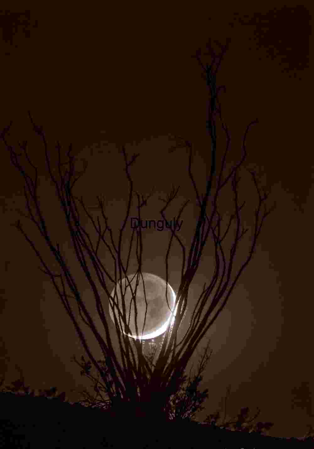 Earthlight Moon Setting Behind Ocotillo - Desert Night Art