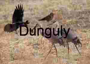 Wildlife Stock Photo & Art | Crow trying to steal from Sandhill Crane