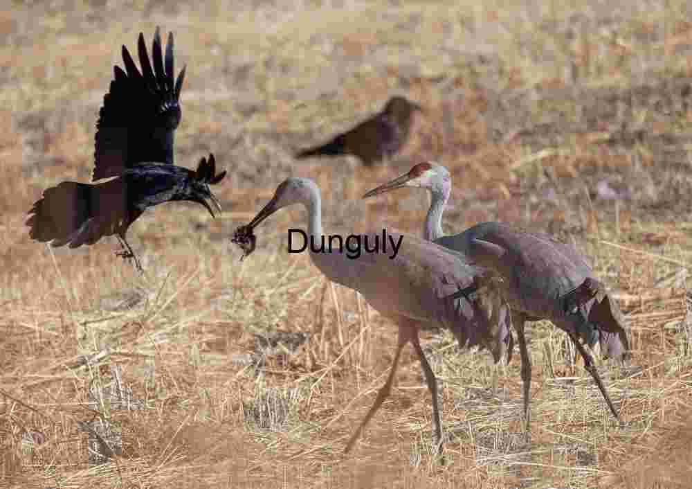 Wildlife Stock Photo & Art | Crow trying to steal from Sandhill Crane
