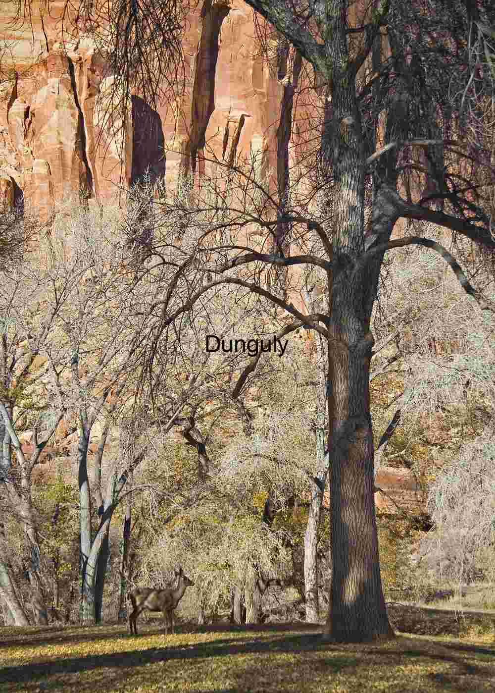 Deer grazing at Fruita