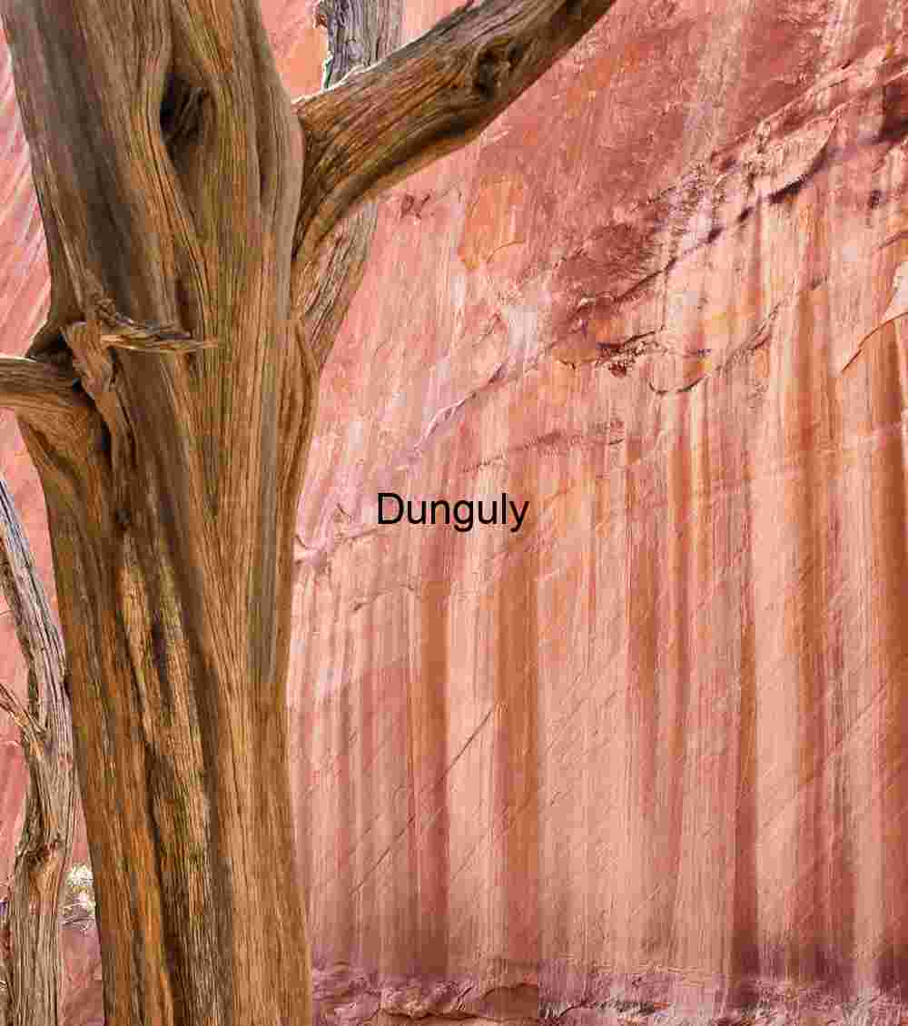 Desert varnish and tree texture, Escalante National Monument