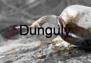 Bird Drinking from Fountain