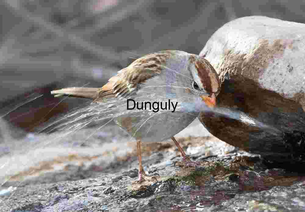 Bird Drinking from Fountain