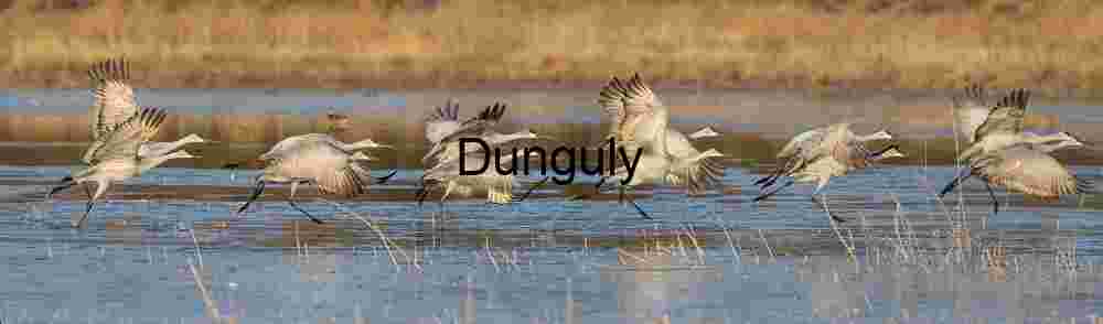 Dual Sandhill Crane Takeoff Sequence | Wildlife Action