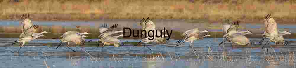 Dual Sandhill Crane Takeoff Sequence | Wildlife Action | Dual sandhill crane take-off