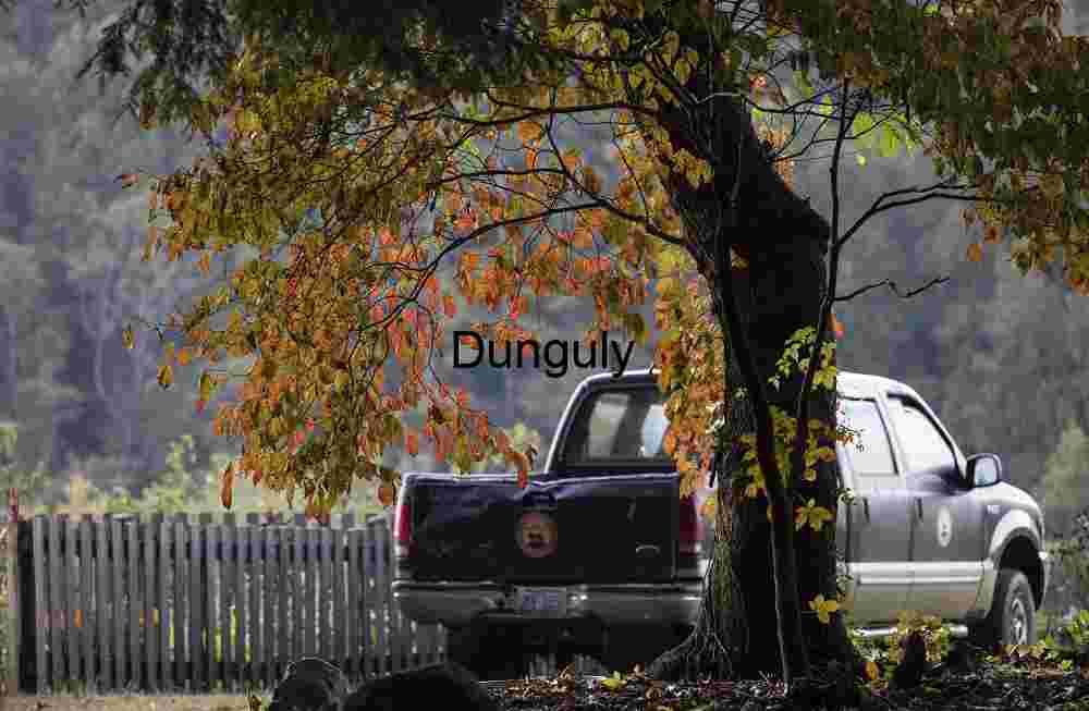 Early Fall Color, Pickup Truck, Rustic American Garden