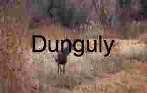 Elk among white and golden grass