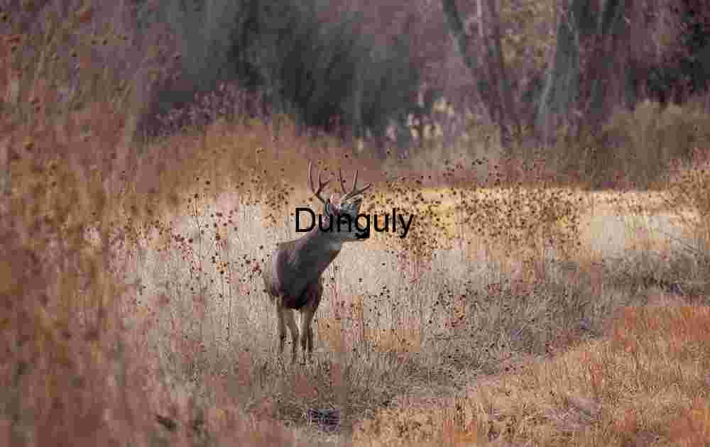 Elk among white and golden grass