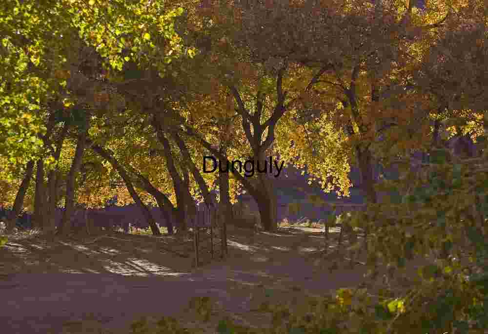 Autumn Path and Golden Trees: Desert Riparian Fall Colors