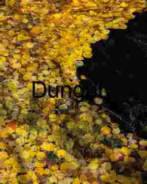 Autumn Yellow Aspen Leaves Stream Bank Abstract Texture