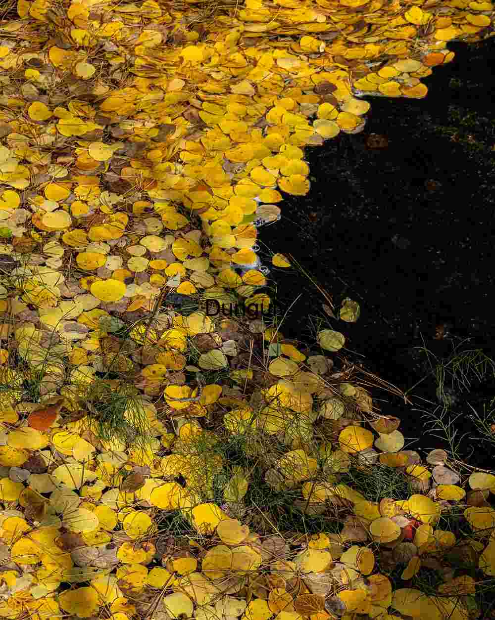 Autumn Yellow Aspen Leaves Stream Bank Abstract Texture