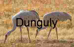 Wildlife Action | Feeding crane pair