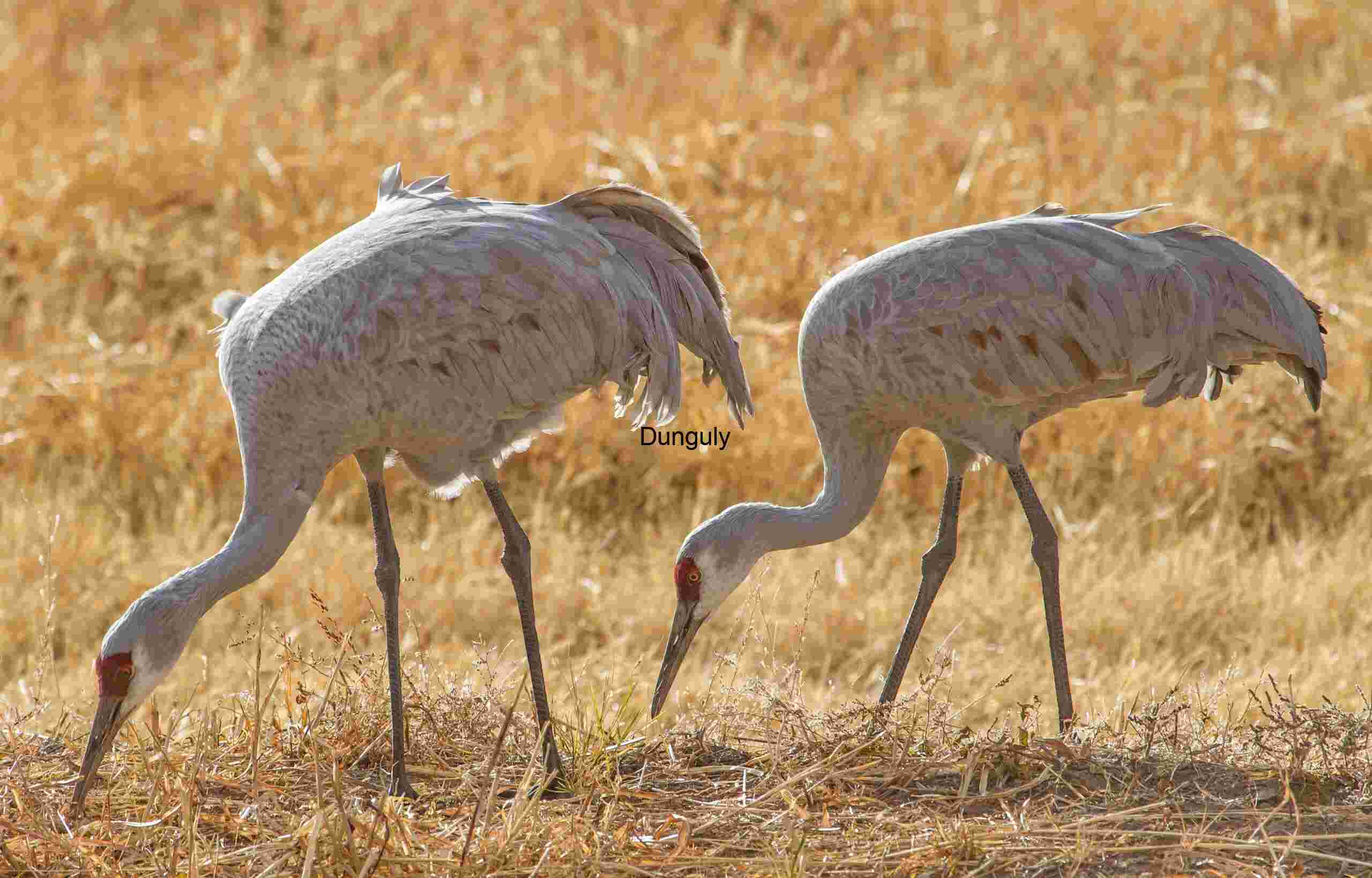 Wildlife Action | Feeding crane pair