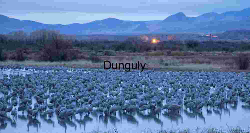 Sandhill Cranes at Dawn on Pond – Ladd Gordon Waterfowl