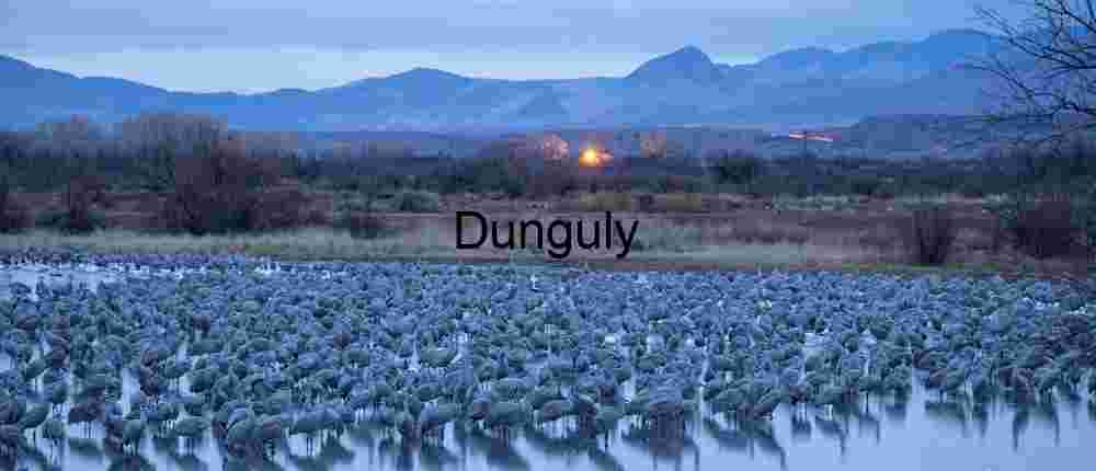 First Light Roost: Sandhill Cranes at Ladd Gordon Complex