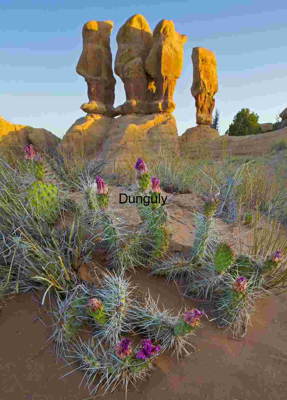 Four kings and flowering prickly pear, Devil's Garden, Escelante, Grand Staircase N.M.