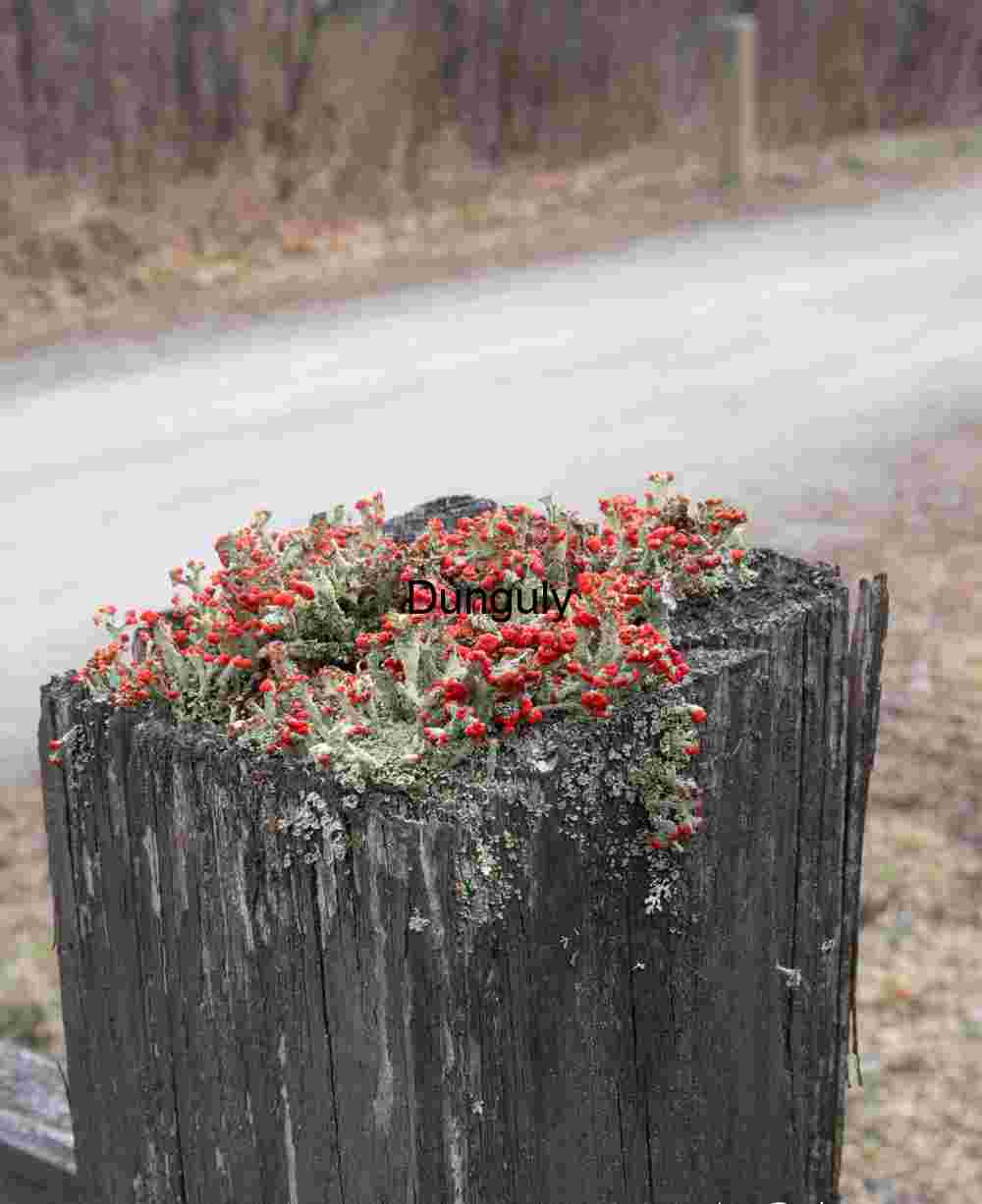 Gate post flowers; GAP trail