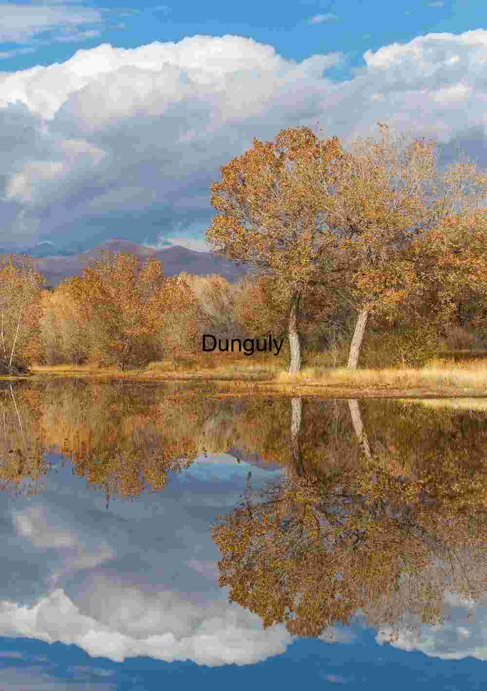 Golden Cottonwoods: Autumn Reflection at Bosque del Apache
