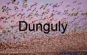 Bosque del Apache Geese Blastoff at Sunrise Panorama | Geese fly-off by dawn light