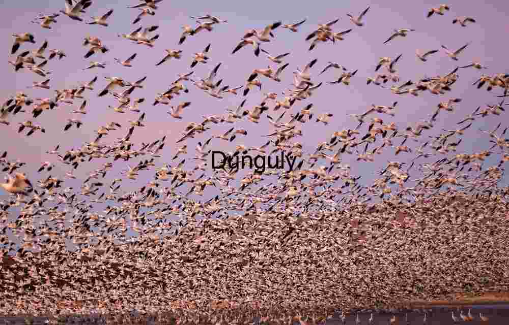 Bosque del Apache Geese Blastoff at Sunrise Panorama | Geese fly-off by dawn light