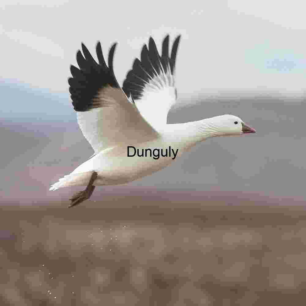 Snow Goose in Flight with Water Droplets, Bosque del Apache