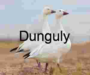 Snow Goose in Flight with Water Droplets, Bosque del Apache | Goose pair