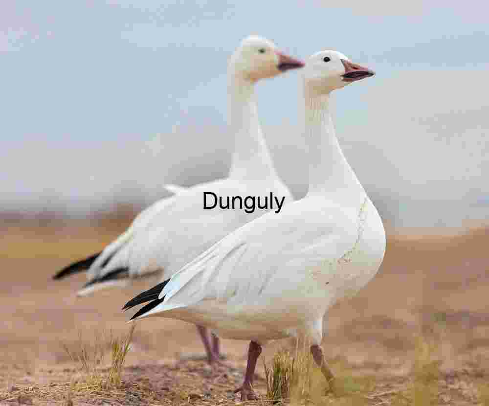 Snow Goose in Flight with Water Droplets, Bosque del Apache | Goose pair