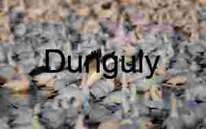 Snow Goose Takes Off: Bosque del Apache Migration