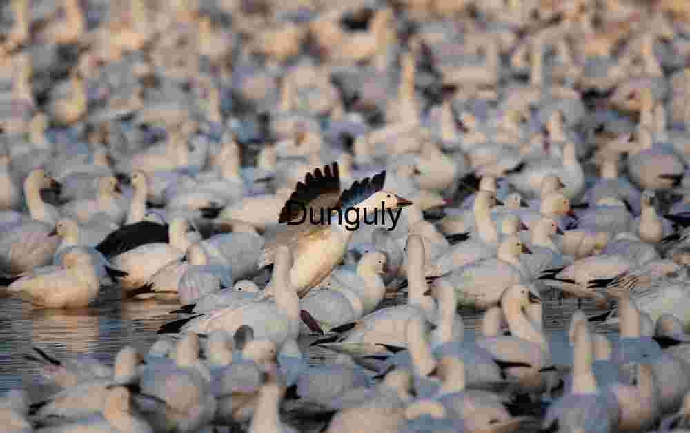Snow Goose Takes Off: Bosque del Apache Migration