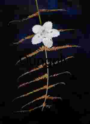 Grass of parnasus captured by a fern; John C, Campbell Folk School