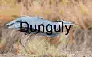 Great Blue Heron Preparing for Takeoff, Bosque del Apache