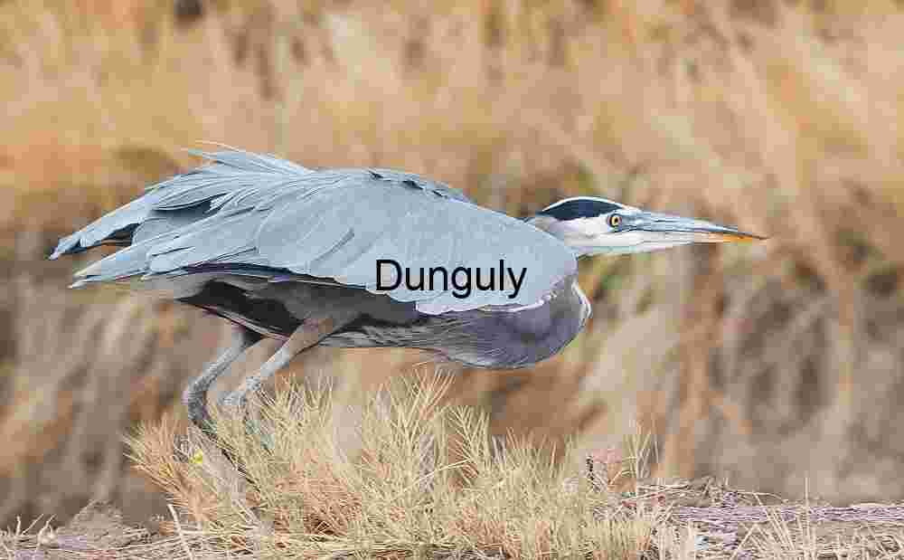 Great Blue Heron Preparing for Takeoff, Bosque del Apache