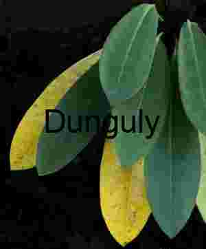 Evergreen Leaves: Green and Yellow Contrast | Fall Foliage Detail