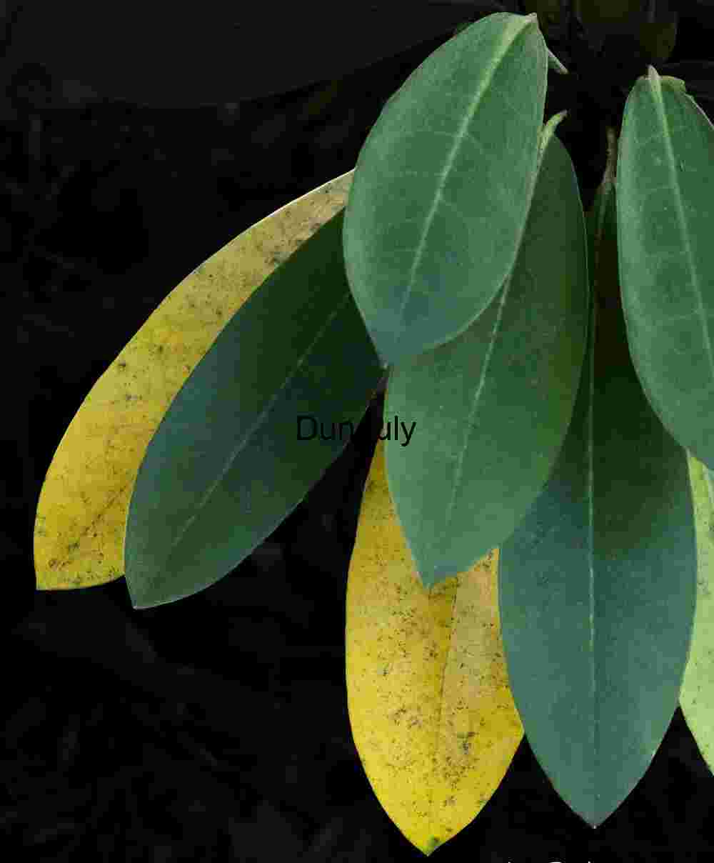 Evergreen Leaves: Green and Yellow Contrast | Fall Foliage Detail