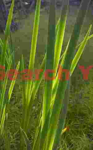 Backlit Vegetation Along Ship Harbor Trail in Acadia
