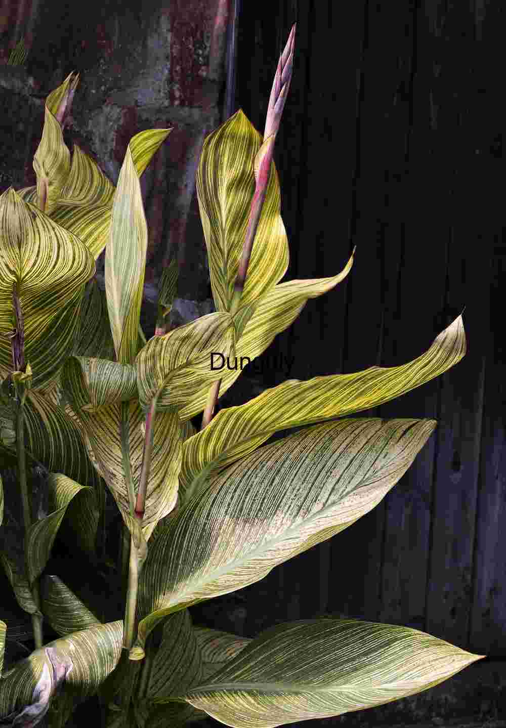 Dramatic Variegated Foliage: Canna Lily Botanical Study