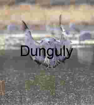 Sandhill Crane Braking to Land at Bosque del Apache
