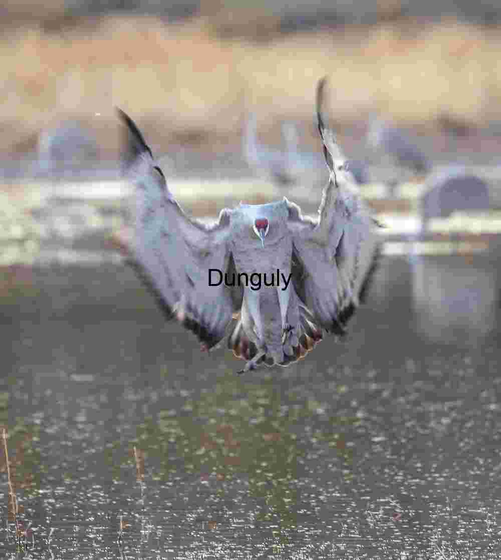 Sandhill Crane Braking to Land at Bosque del Apache