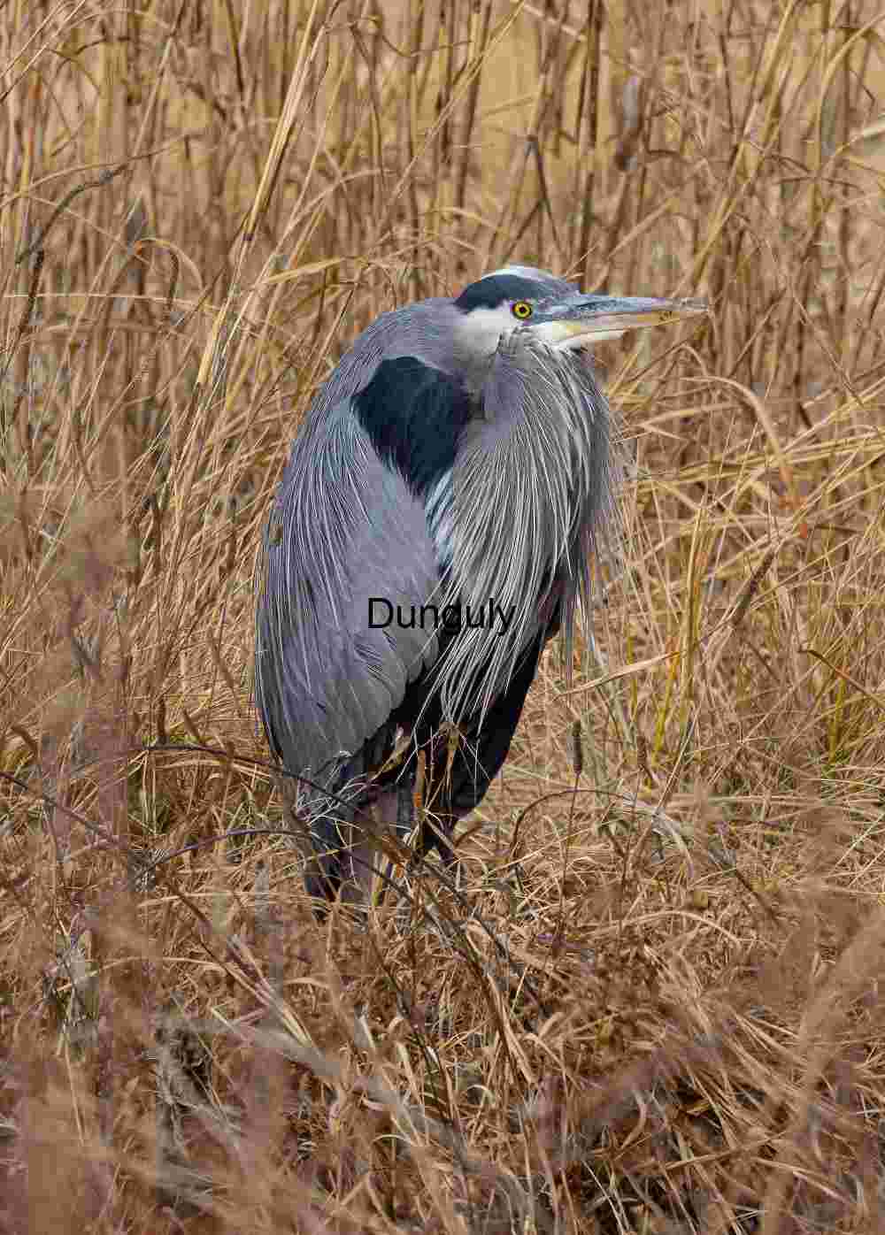Heron in reeds | Great Blue Heron | Bosque del Apache